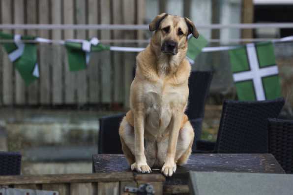 4 September 2020 - 09-30-55
Daphne dog keeps watch over Above Town.
------------------------------
Dartmouth pets
